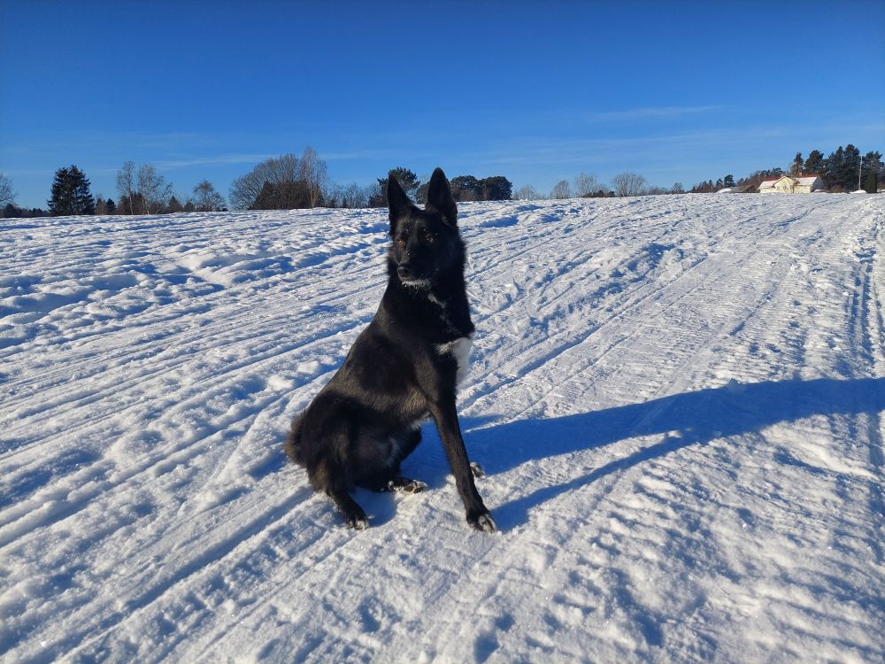 Hundpromenad 6